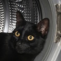 Blijven katten uit de buurt van de open haard?