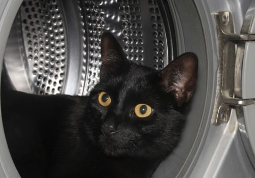 Blijven katten uit de buurt van de open haard?